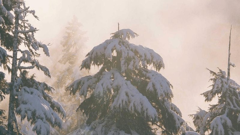Eco Bag - professional stock photography